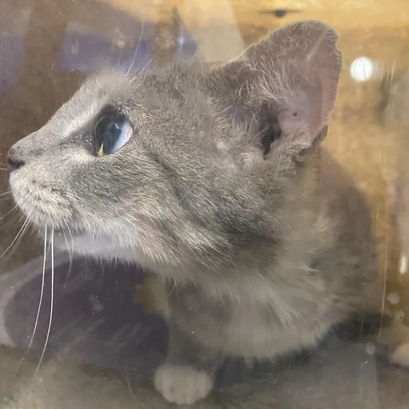 An adult medium-sized female Gray / Blue / Silver Domestic Short Hair cat named 71420 for adoption in Harrisonburg, VA