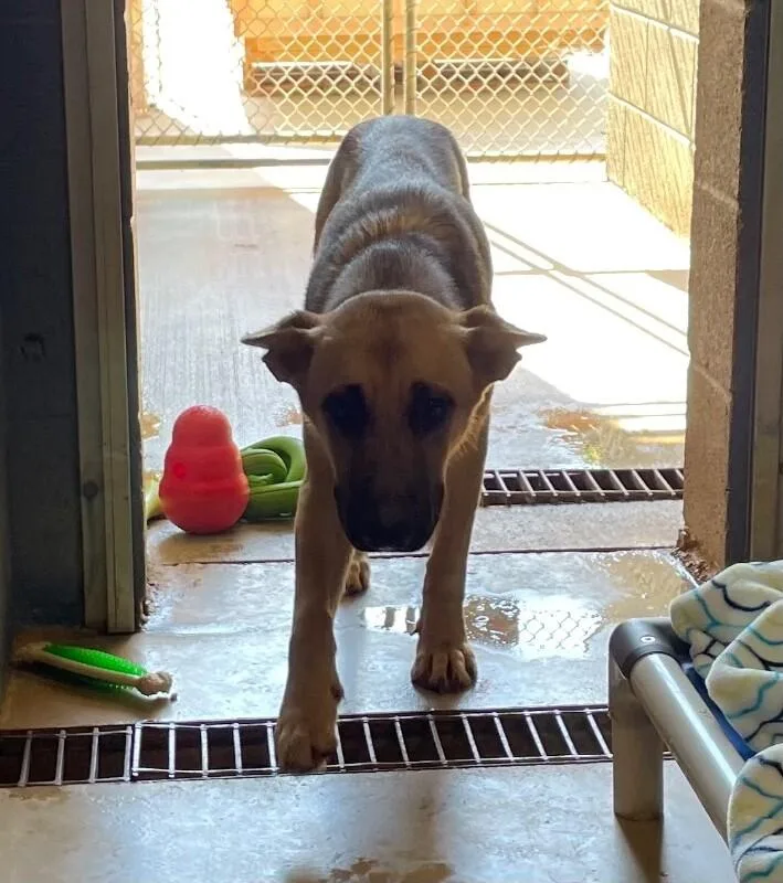 An adult medium-sized female Black German Shepherd Dog dog named Bell for adoption in Maryville, TN