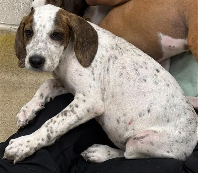 An adult small-sized female Treeing Walker Coonhound dog named Maggie for adoption in Grand Prairie, TX