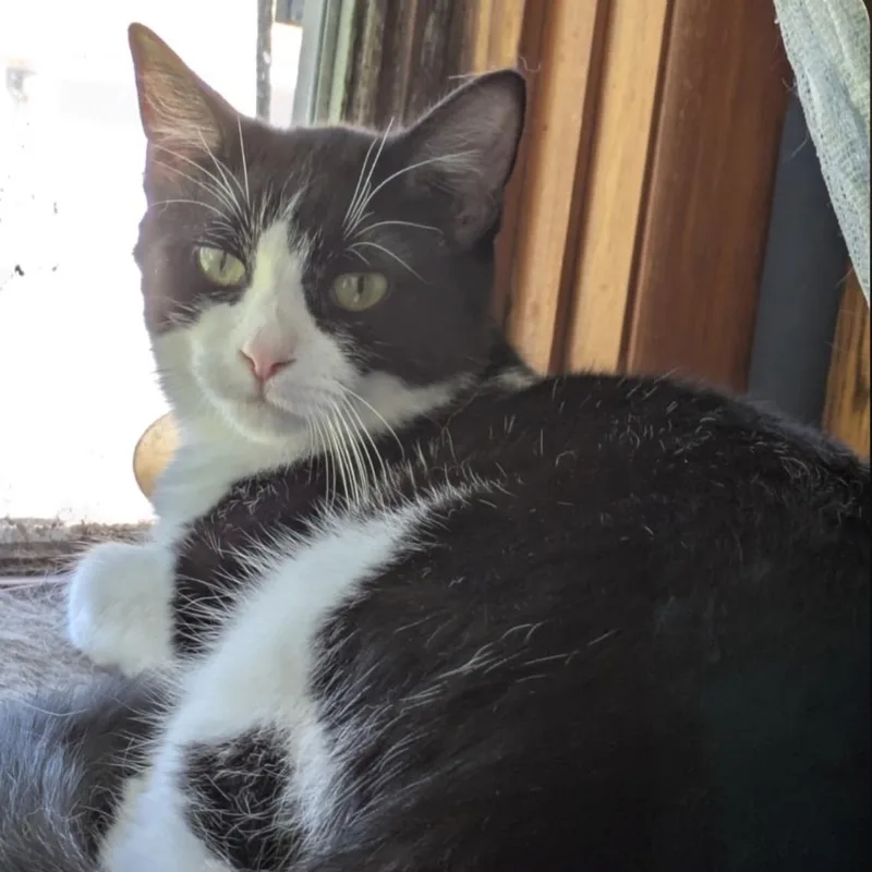 A young medium-sized male American Shorthair cat named Ian for adoption in Blue Earth, MN