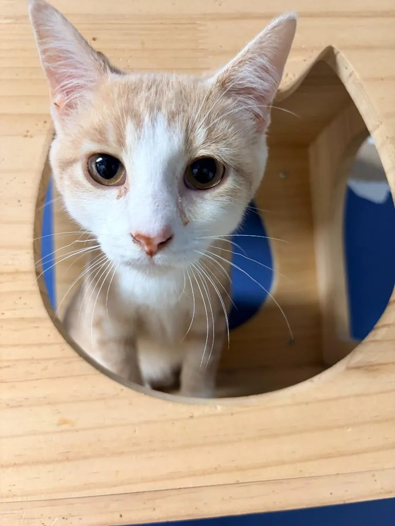 A baby medium-sized male Domestic Short Hair cat named Dash for adoption in Batesville, AR