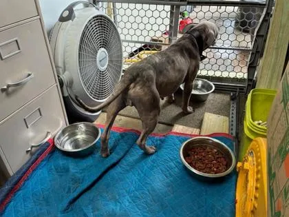 A senior medium-sized female Pit Bull Terrier dog named Agnes for adoption in Gainesville, FL