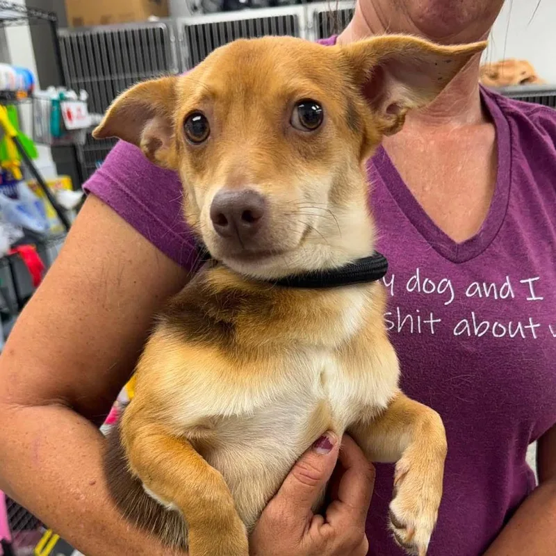 An adult small-sized female Yellow / Tan / Blond / Fawn Mixed Breed dog named Clover for adoption in Fredericksburg, VA