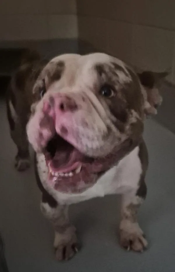 An adult medium-sized male American Bulldog dog named Pen  Bentley for adoption in Lawrenceville, GA