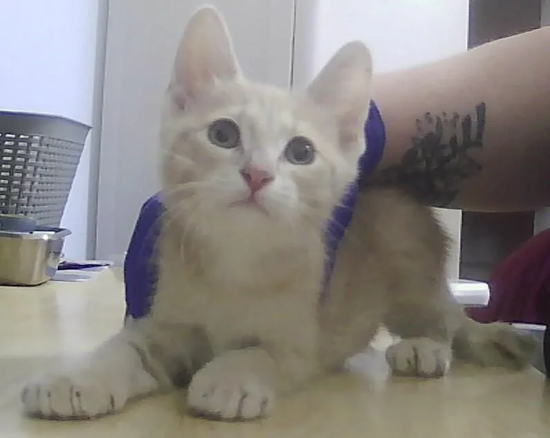 A baby small-sized male Domestic Short Hair cat named Swiss for adoption in Anoka, MN