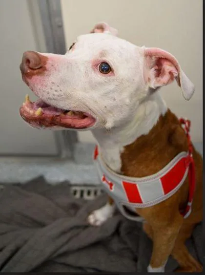 Princess Petunia thumbnail 2