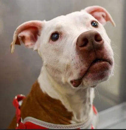 Princess Petunia thumbnail 3