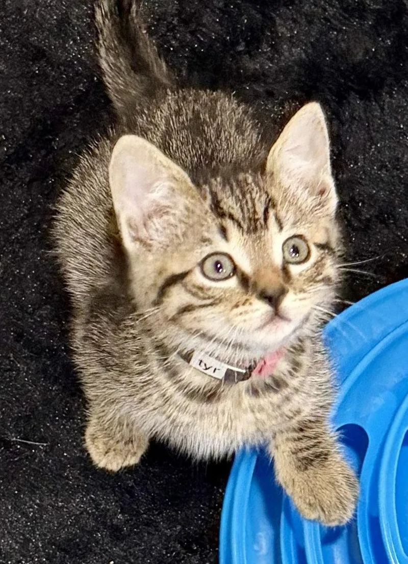 A baby medium-sized male Tabby cat named Tyro for adoption in Weems, VA