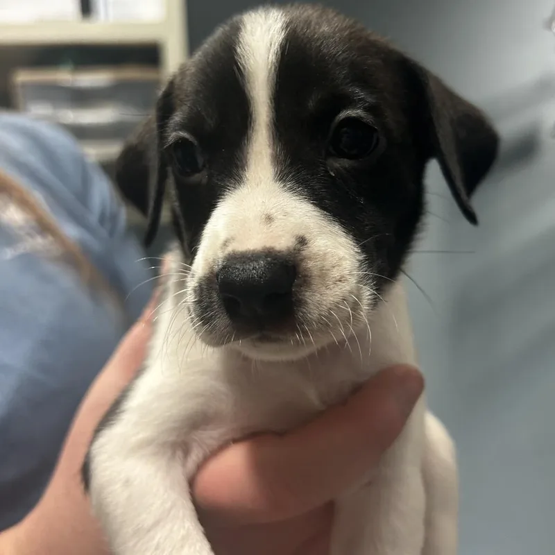 A baby small-sized male Yellow / Tan / Blond / Fawn Mixed Breed dog named Ekko for adoption in Chattanooga, TN