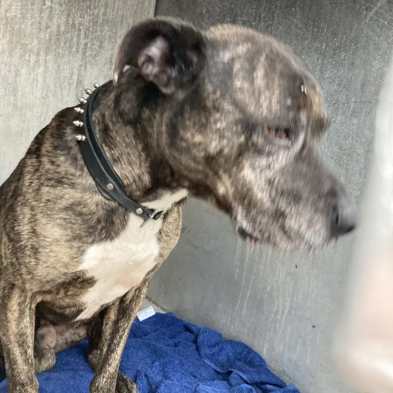 A senior medium-sized male Brindle Pit Bull Terrier dog named Cane for adoption in Greensboro, NC