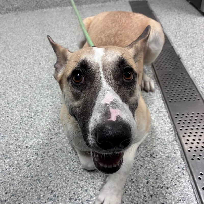 An adult large-sized female Yellow / Tan / Blond / Fawn Husky dog named Starla for adoption in Reno, NV