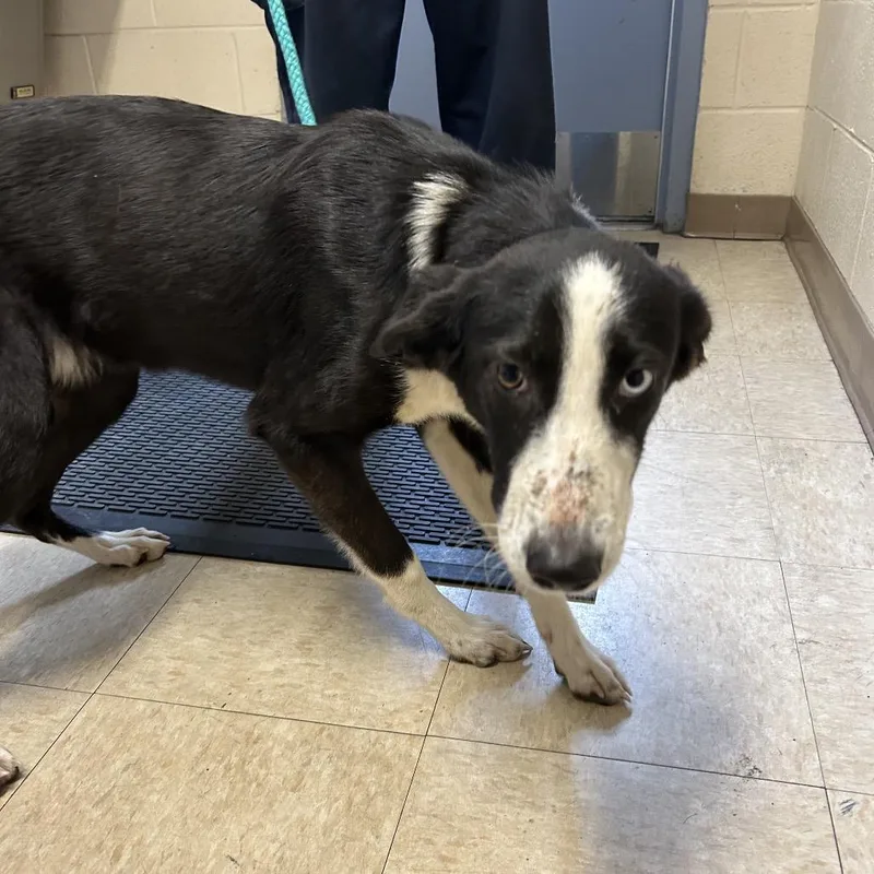 A young small-sized female Black Border Collie dog named Stray Faulkner Rd for adoption in Roxboro, NC