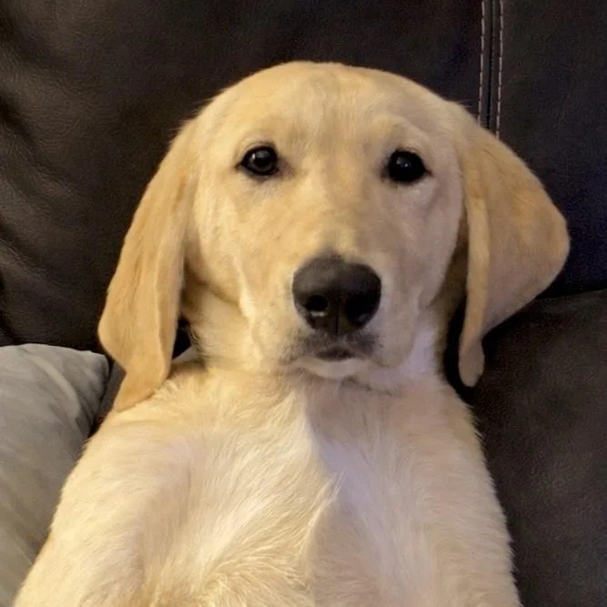 Cooper
