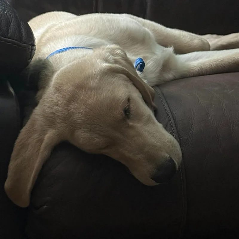 Cooper thumbnail 3
