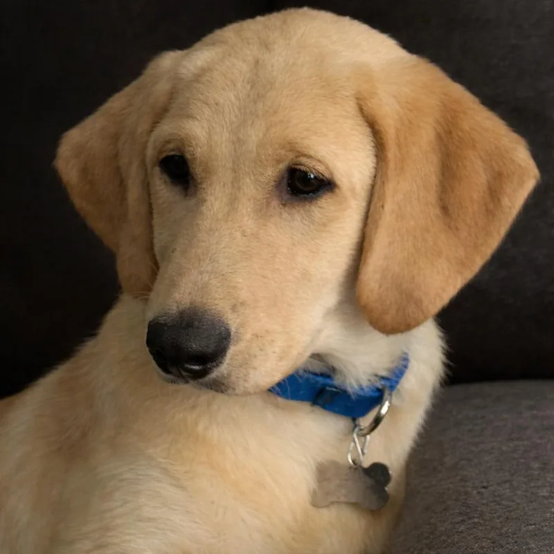 Cooper thumbnail 5