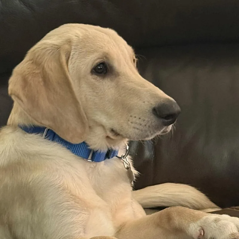 Cooper thumbnail 6