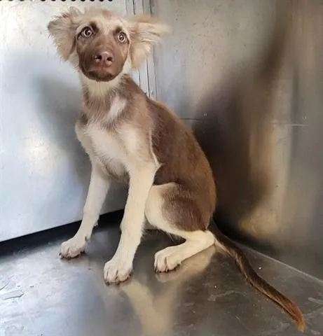 A baby small-sized female German Shepherd Dog dog named Mocha for adoption in Garland, TX
