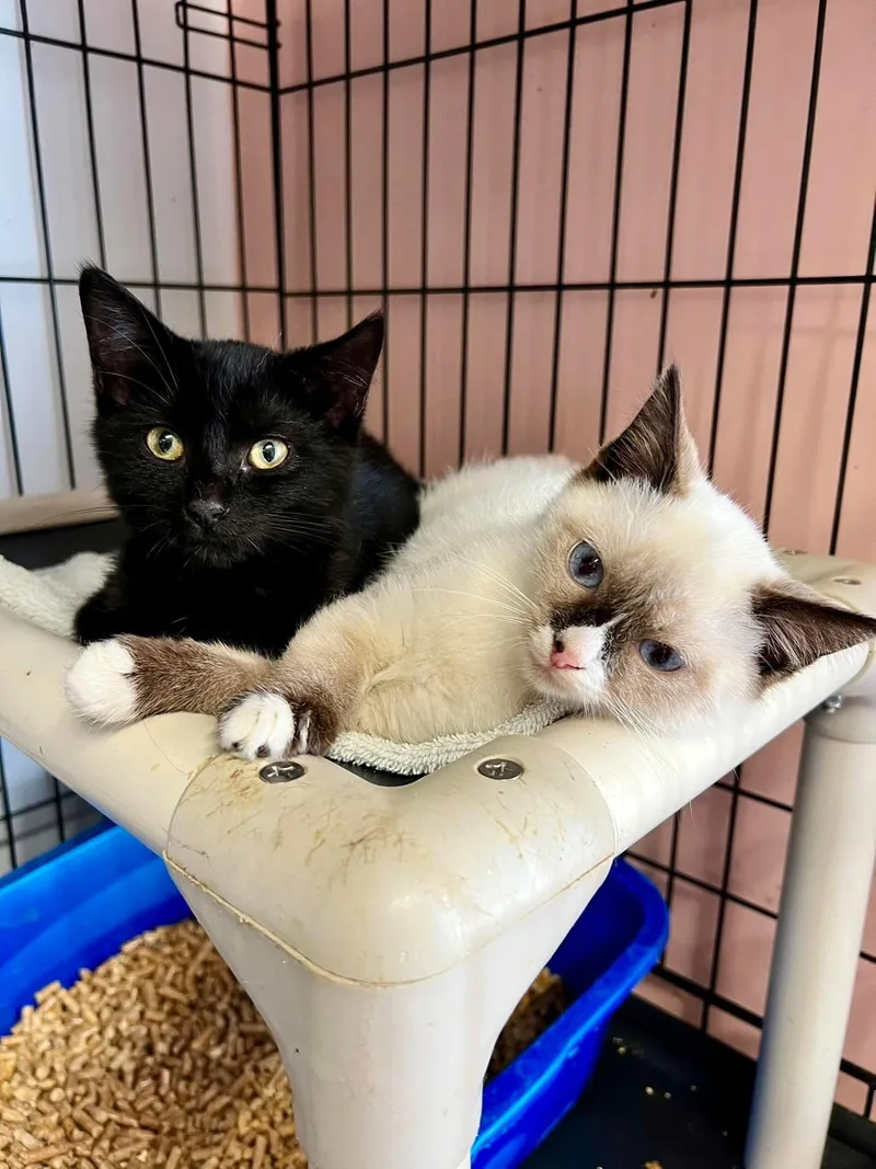 A baby medium-sized female Black Domestic Short Hair cat named June for adoption in Naples, FL