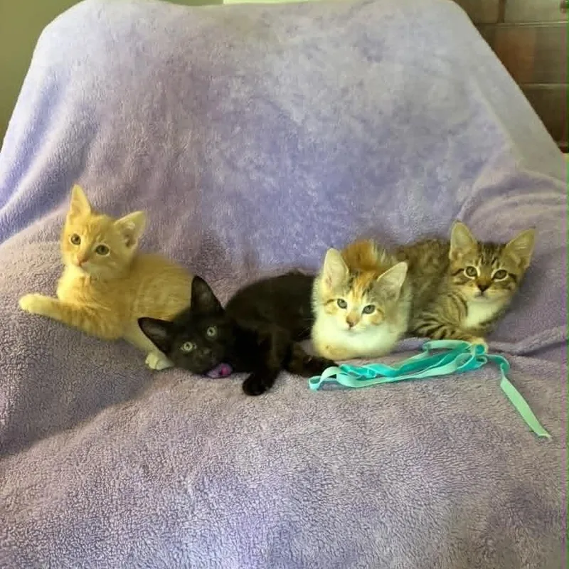 A baby medium-sized male Tabby (Buff / Tan / Fawn) Tabby cat named Bubbles for adoption in Omaha, NE