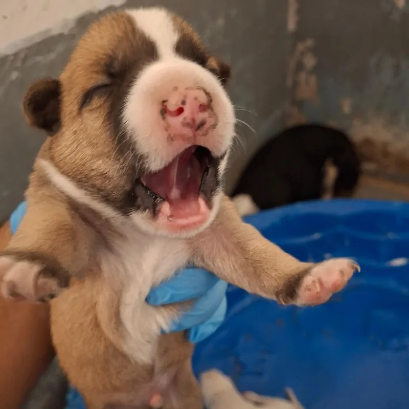 A baby medium-sized male Brown / Chocolate Australian Cattle Dog / Blue Heeler dog named C_ for adoption in Edinburg, TX