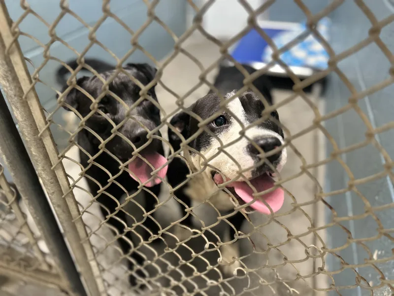 A baby medium-sized female Black American Bulldog dog named Ellery for adoption in Cedarburg, WI