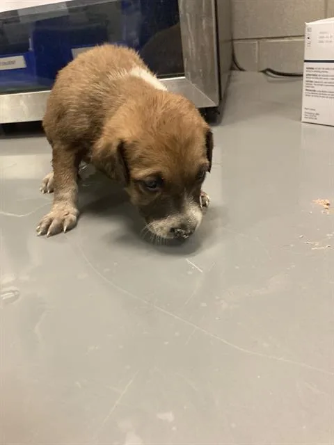 A baby medium-sized female Mixed Breed dog named Brenda for adoption in Dallas, TX