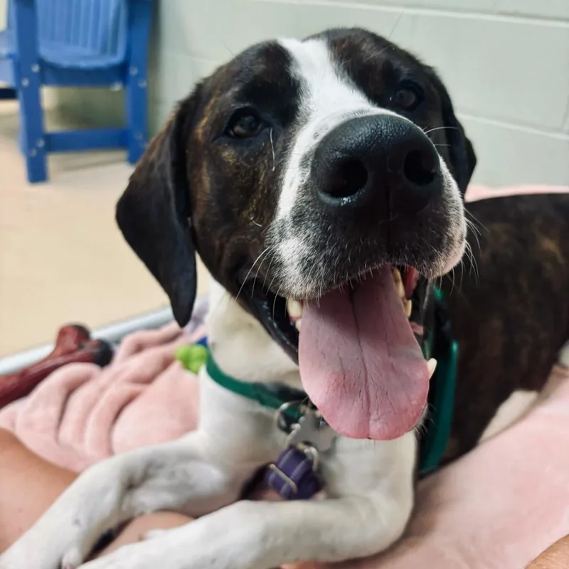 Peanut Butter Henry thumbnail 3