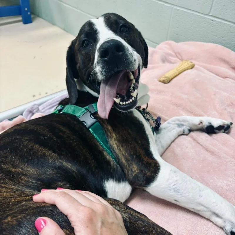 Peanut Butter Henry thumbnail 4