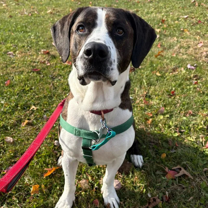 Peanut Butter Henry thumbnail 5