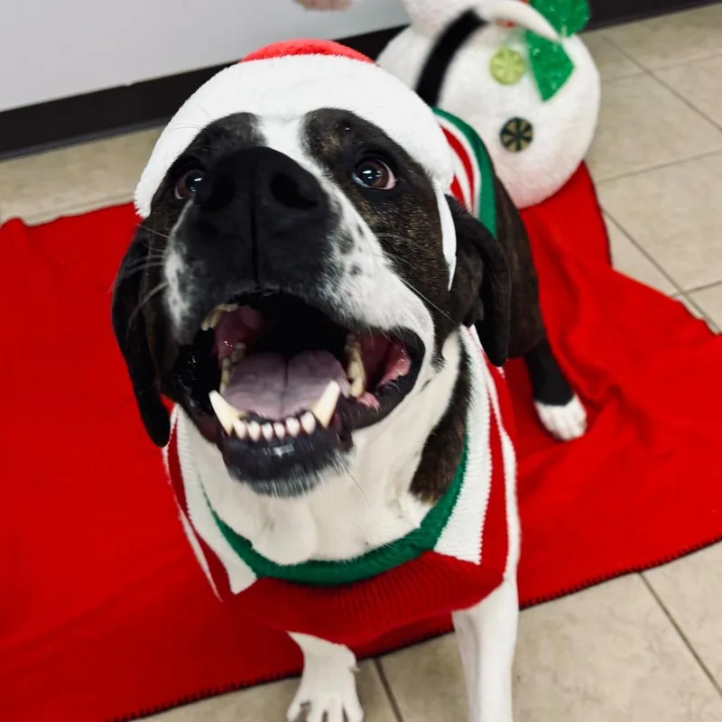 Peanut Butter Henry thumbnail 6