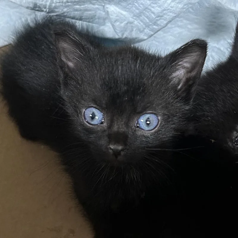 A baby small-sized female Black Domestic Short Hair cat named Doe for adoption in Newark, NJ