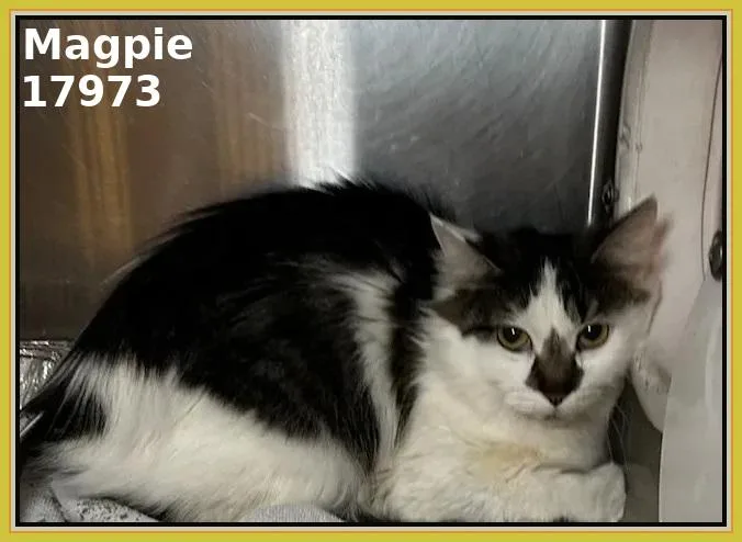 A young medium-sized male Tabby (Gray / Blue / Silver) Domestic Medium Hair cat named Magpie for adoption in Marietta, GA