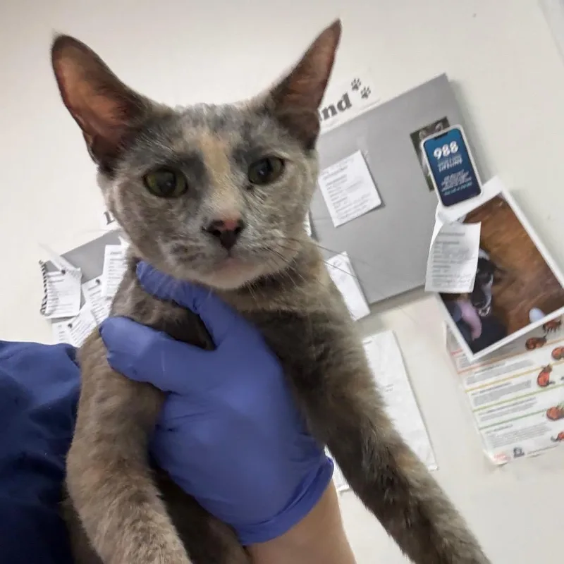 A young medium-sized female Gray / Blue / Silver Domestic Medium Hair cat named Shell City for adoption in Charleston, WV