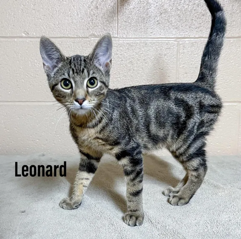 A baby small-sized male Domestic Short Hair cat named Leonard for adoption in Clearfield, KY