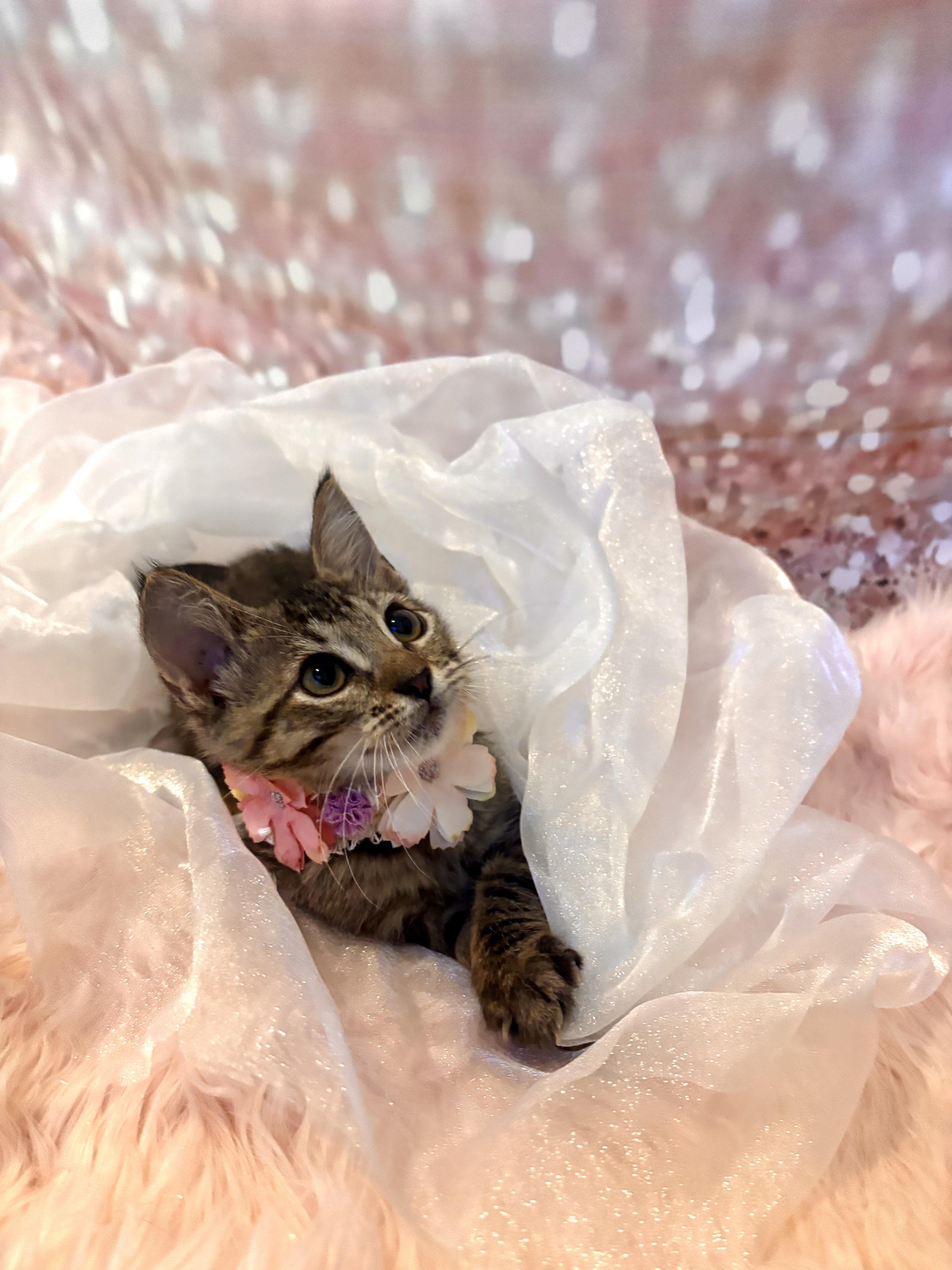 A baby medium-sized female Tabby (Brown / Chocolate) Domestic Short Hair cat named Kiara for adoption in Houston, TX