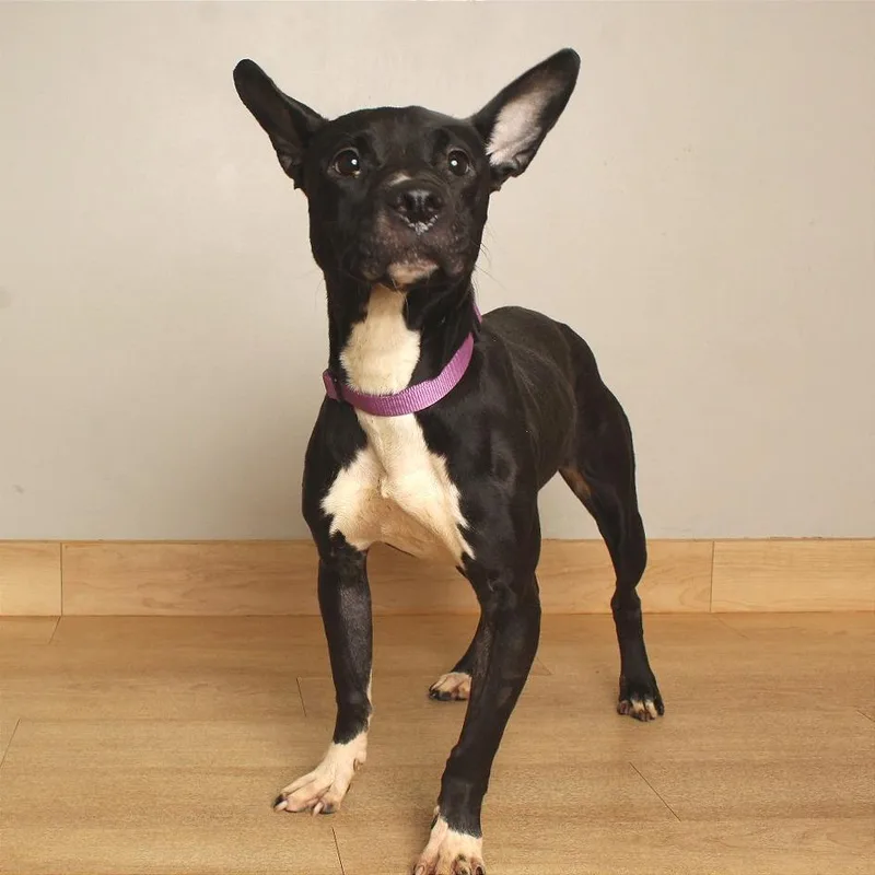 A young small-sized female Border Collie dog named Marigold D for adoption in Minnetonka, MN