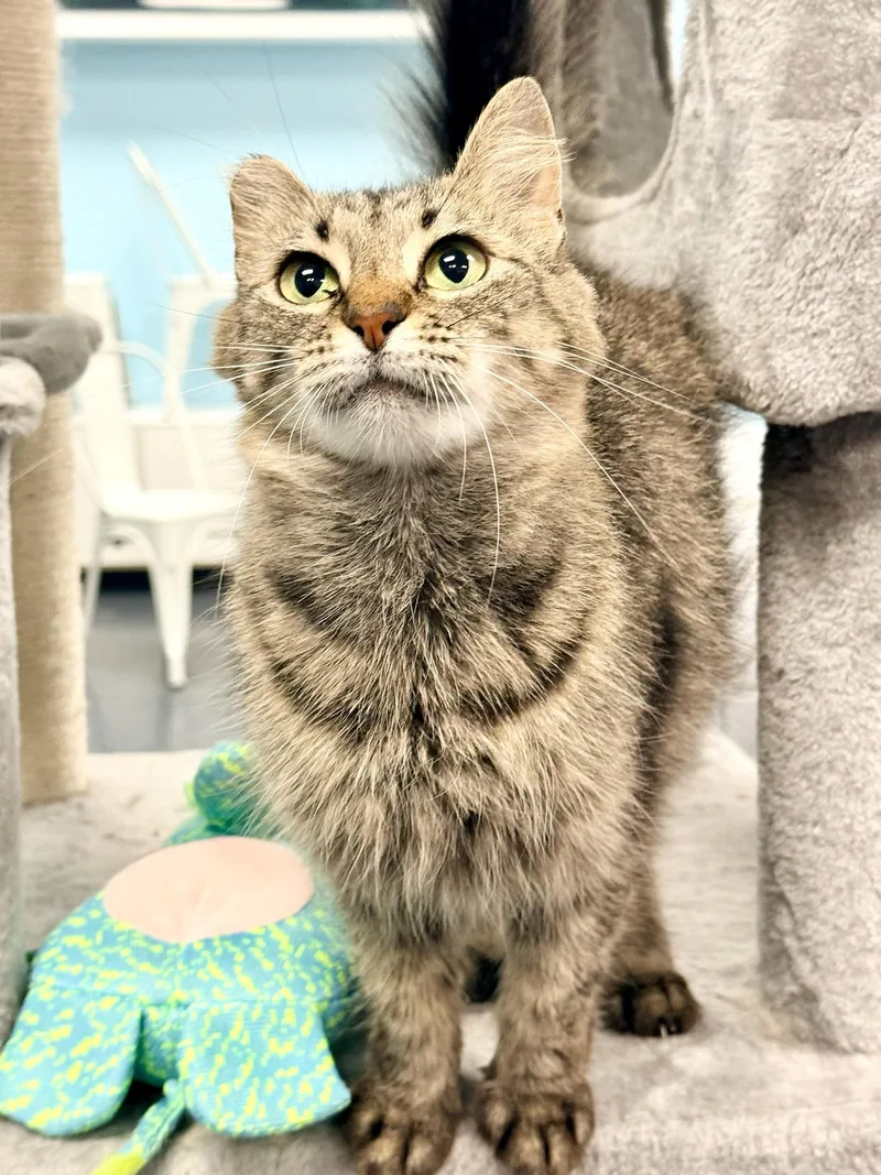 A baby medium-sized female Tabby (Buff / Tan / Fawn) Domestic Long Hair cat named Portobello Aka Little Ear for adoption in Covington, LA