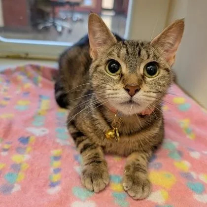 An adult medium-sized female Tabby (Brown / Chocolate) Domestic Short Hair cat named Ember for adoption in Rochester, MN