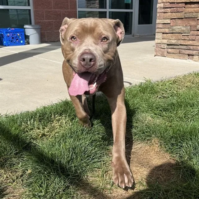 A young medium-sized male Pit Bull Terrier dog named Madden for adoption in Pueblo, CO