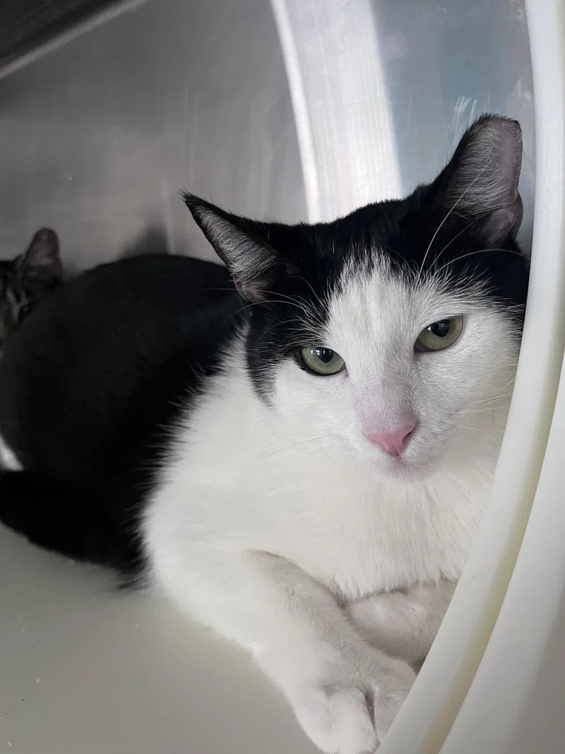 A young medium-sized male Black & White / Tuxedo Domestic Short Hair cat named Quartz for adoption in Carrollton, GA