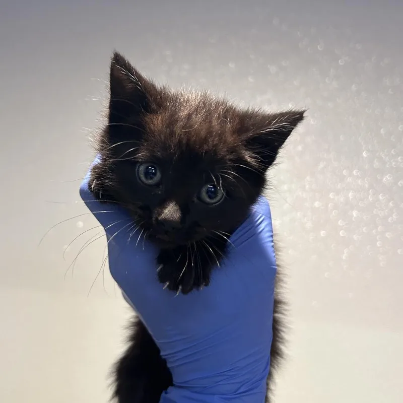 A baby small-sized female Black Domestic Short Hair cat named Joni for adoption in San Gabriel, CA
