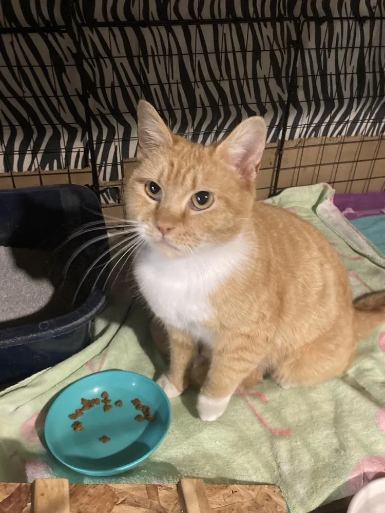An adult medium-sized female Orange & White Domestic Short Hair cat named Petal for adoption in West Mifflin, PA