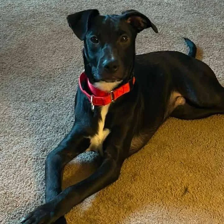 A baby small-sized male Black Mixed Breed dog named Ironhide for adoption in Wappingers Falls, NY