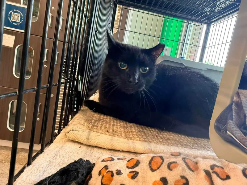 A senior medium-sized male Black Domestic Short Hair cat named Rock Hudson for adoption in Cleveland, OH