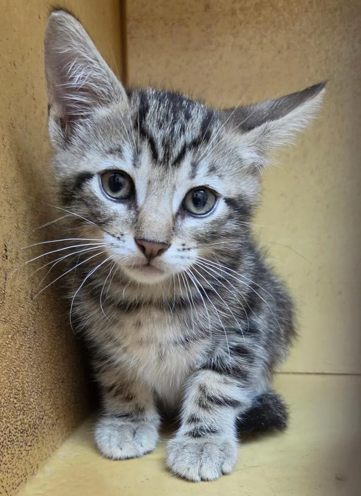A baby medium-sized male Domestic Short Hair cat named Dodge for adoption in Tampa, FL
