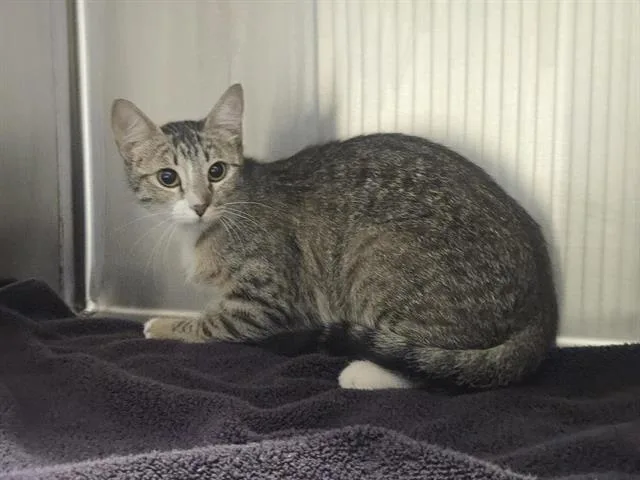 A young medium-sized female Domestic Short Hair cat named Bertha for adoption in Auburn, CA