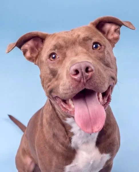 A young medium-sized male Brown / Chocolate Pit Bull Terrier dog named Dobby for adoption in Westminster, MD