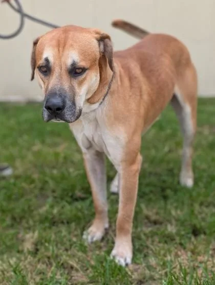 An adult large-sized male Black Mouth Cur dog named Buddy for adoption in Gulfport, MS