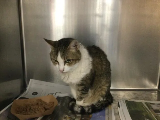 A senior small-sized female Domestic Short Hair cat named Bella Trix for adoption in Thousand Palms, CA