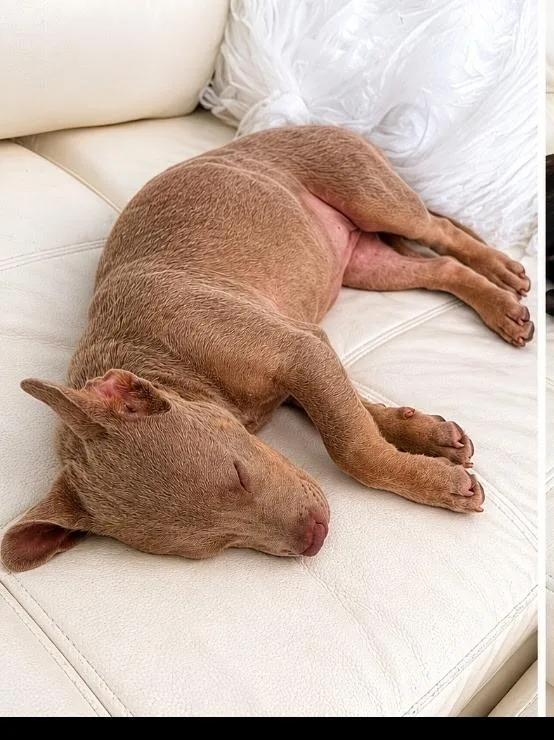 A baby medium-sized female Labrador Retriever dog named Zara for adoption in Lake Worth, FL